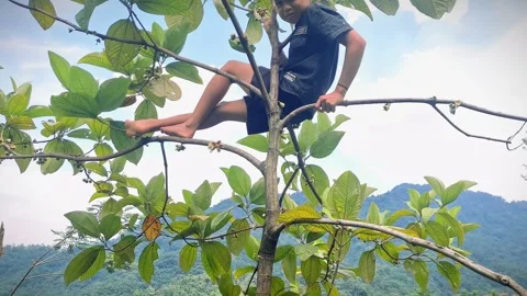 A child relaxing on a tree with a clear sky in the background Stock Footage 321185547