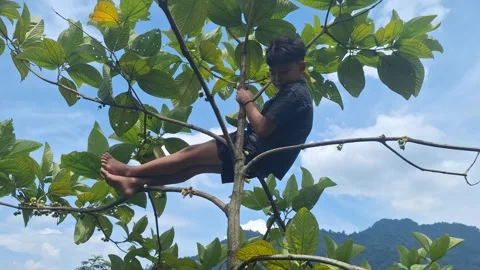 A child relaxing on a tree with a clear sky in the background Stock Footage 321185849