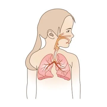 Child Respiratory Scheme Stock Illustration