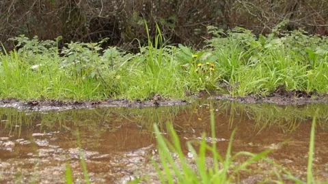 Child Riding Bicycle Through Muddy Water Puddle Stock Footage 328614230