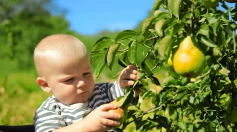 Child ripping off fruit from the tree Stock Footage 22221465