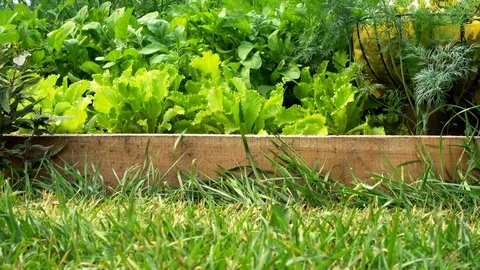 Child rolls a lawn mower Video stock 115703326
