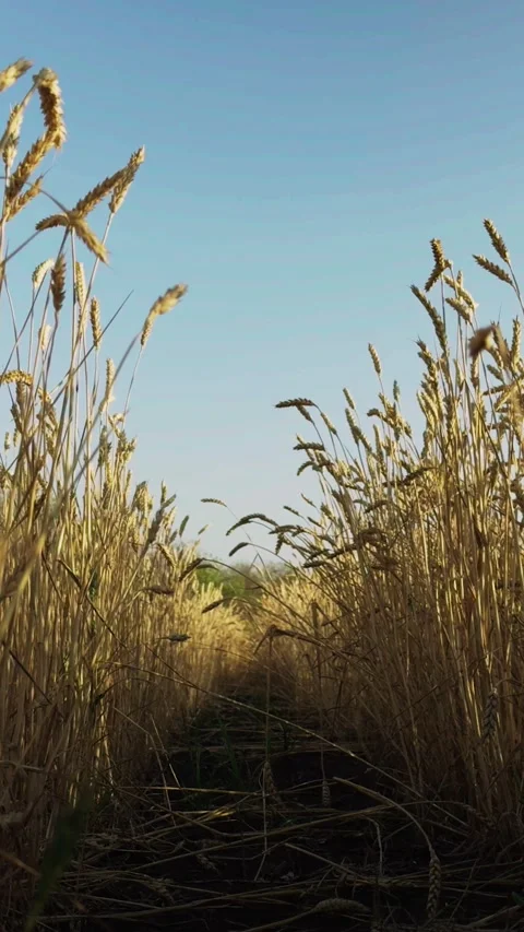 Child running wheat kid boy agriculture field summer outdoors fun nature play Stock Footage 301293419