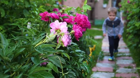 The child runs along the path along the flowers. Boy playing in the flower Vidéo 92255663