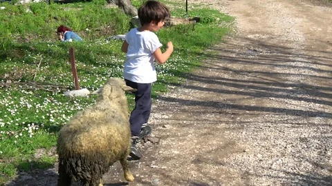 Child runs away from a sheep chasing him Stock Footage 126711945