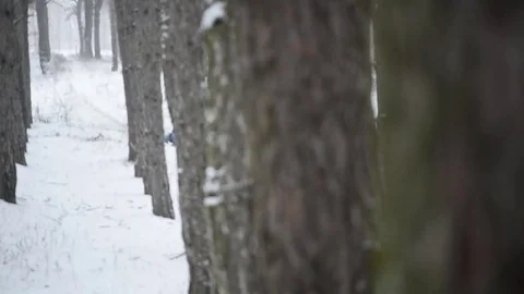 Child runs on snow in the pine forest Stock Footage 71159347