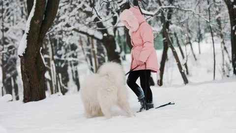 A child with a Samoyed dog Stock Footage 150546624