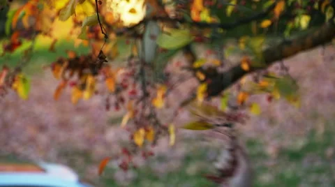 Child Shaking Fall Leaves off Tree in Slow Motion Stock Footage 56684322