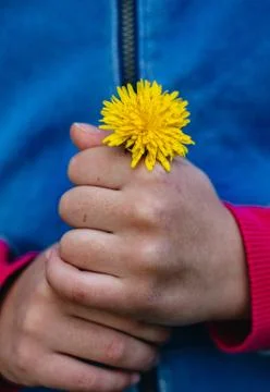 Child showing a tiny small dandelion flower. Close up, front view. Фото