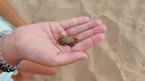 The child shows the caught small live crab, opening his palms. Stock Footage 159725958