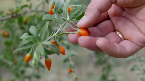 The child shows the collected berries Stock Footage 68141272