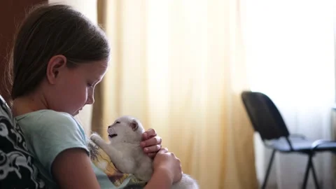 The child sits on the couch and strokes the kitten. Stock Footage 201612373
