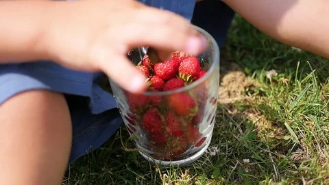 The child sits on the lawn and eats the red berries. close-up hand. garden Video stock 77103158