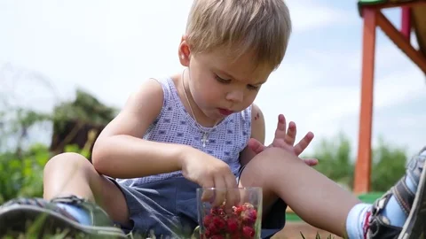 The child sits on the lawn and eats the red berries. garden berries Victoria Vidéo 77103492