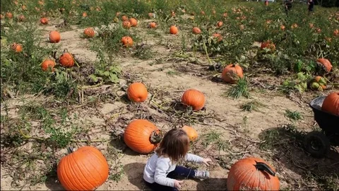 Child sitting in pumpkin patch Video stock 82701856