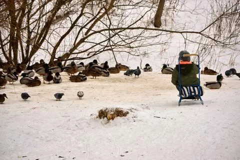 Child on sled with ducks Stock Photos
