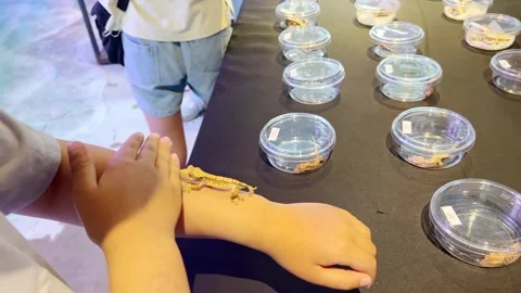 A child with a small lizard on his hand Stock Footage 311575881