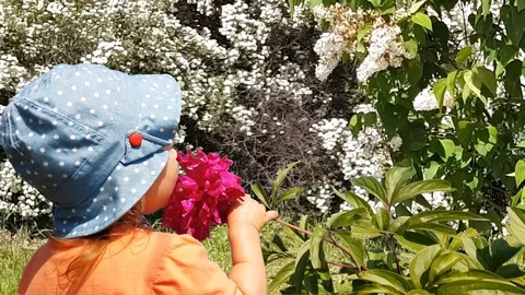 Child Smelling A Flower Stock Footage 109344686