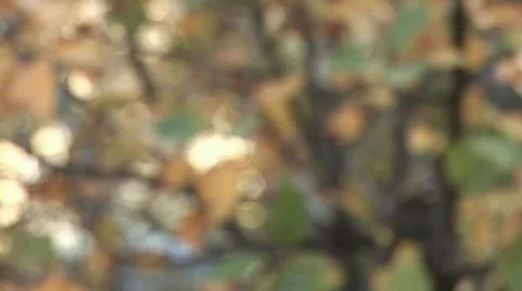 Child smells a flower Stock Footage