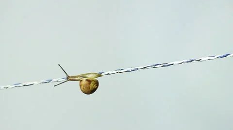 Child snail creeping along a string in time lapse speed 動画素材 43667293