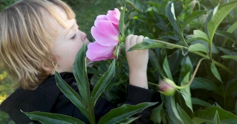 Child sniffs a flower Stock Footage 111200781
