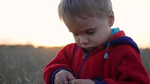 A child stands in a field of wheat. The boy is holding a ear of wheat. Vidéo 80046286