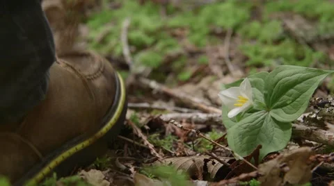 Child steps next to trillium flower in the forest Stock Footage 47286674
