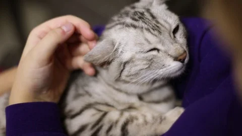The child strokes a falling asleep gray cat. The cat relaxed. Face of a cat 스톡 동영상 73906600