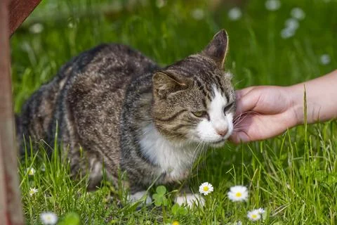 A child strokes the forehead of a small cat lying in the grass Stock Photos