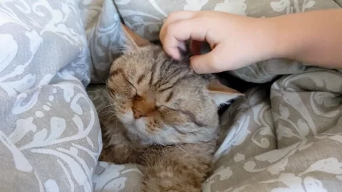 Child strokes tabby cat with his hand, cat sleep on bed Stock Footage 293853545
