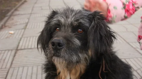 Child stroking dog Stock-Footage 99622454