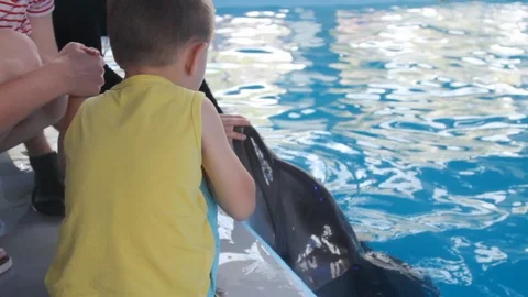 The child is stroking the dolphin in the pool Stock Footage 108685253