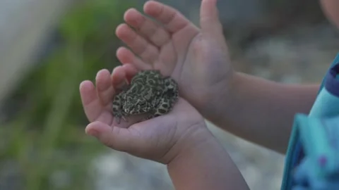 Child stroking a frog. Clouse up. Stock Footage 137462952