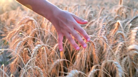 Child stroking with hand on spikelets in a wheat field Stock Footage 166230462
