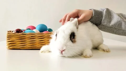 Child stroking the head of an Easter bunny, close-up of the hand. Stock Footage 152754613