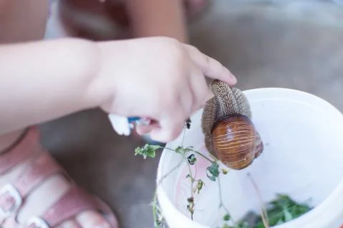 Child stroking a snail Stock Photos