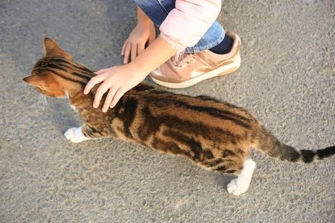 Child stroking stray cat outdoors, closeup. Homeless animal Stock Photos