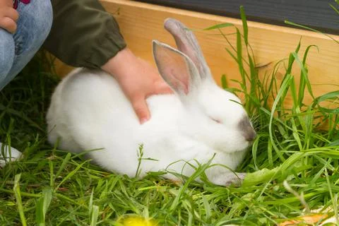 Child stroking a white rabbit Foto stock