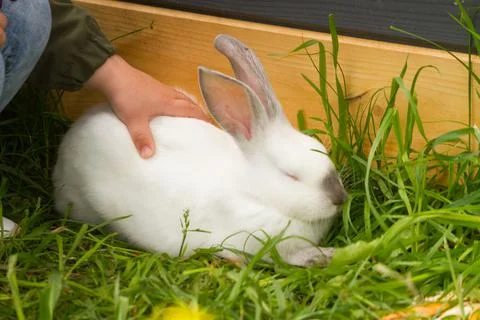 Child stroking a white rabbit Stock Photos