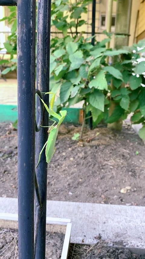 The child studies the insect, touches the mantis with his finger Stock Footage 162502987