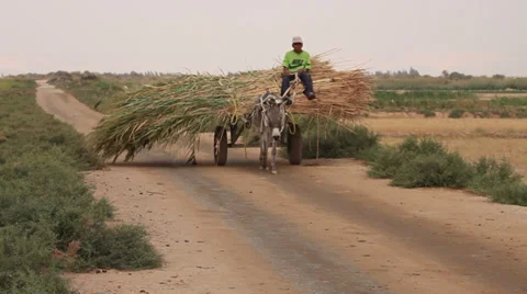 Child on a sugar cane cart in Farafra Oasis, Egypt Stock Footage 36728732