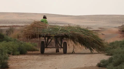Child on a sugar cane cart in Farafra Oasis, different view, Egypt Stock Footage 36730488
