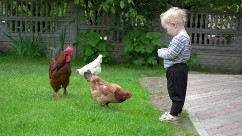 A child in the summer with a chicken on the grass Video stock 219941417