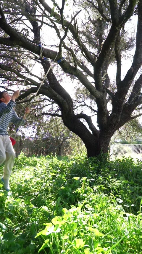 Child swinging on a tree swing Stock Footage 276484186