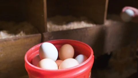 Child taking eggs from the henhouse Stock Footage 87803425