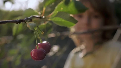 Child tears off ripe red cherry in fruit garden Stock Footage 128358052