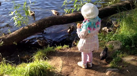 Child throwing bread to the ducks in the lake with his back to the camera Stock Footage 41584546