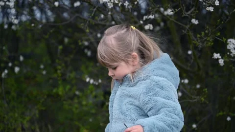 Child Touching Cherry Blossoms in Spring Breeze Stock Footage 310173331