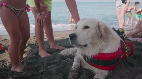 Child is touching a cute and nice dog on beach. Labraror retriever portrait Stock Footage 137693089