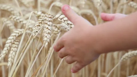 Child touching ears of wheat. Stock Footage 255238821